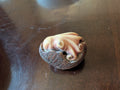First octopus in tagua