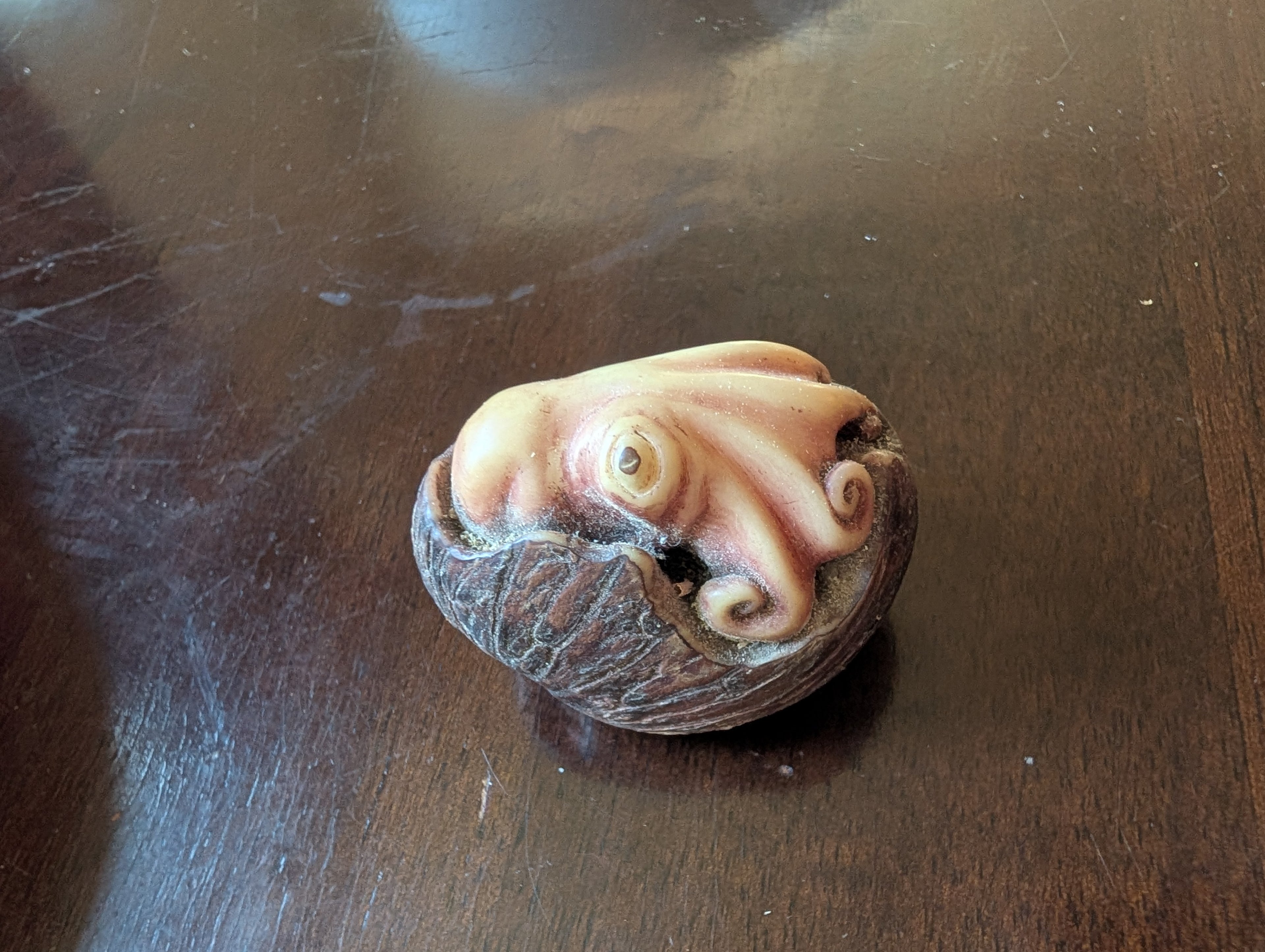 First octopus in tagua