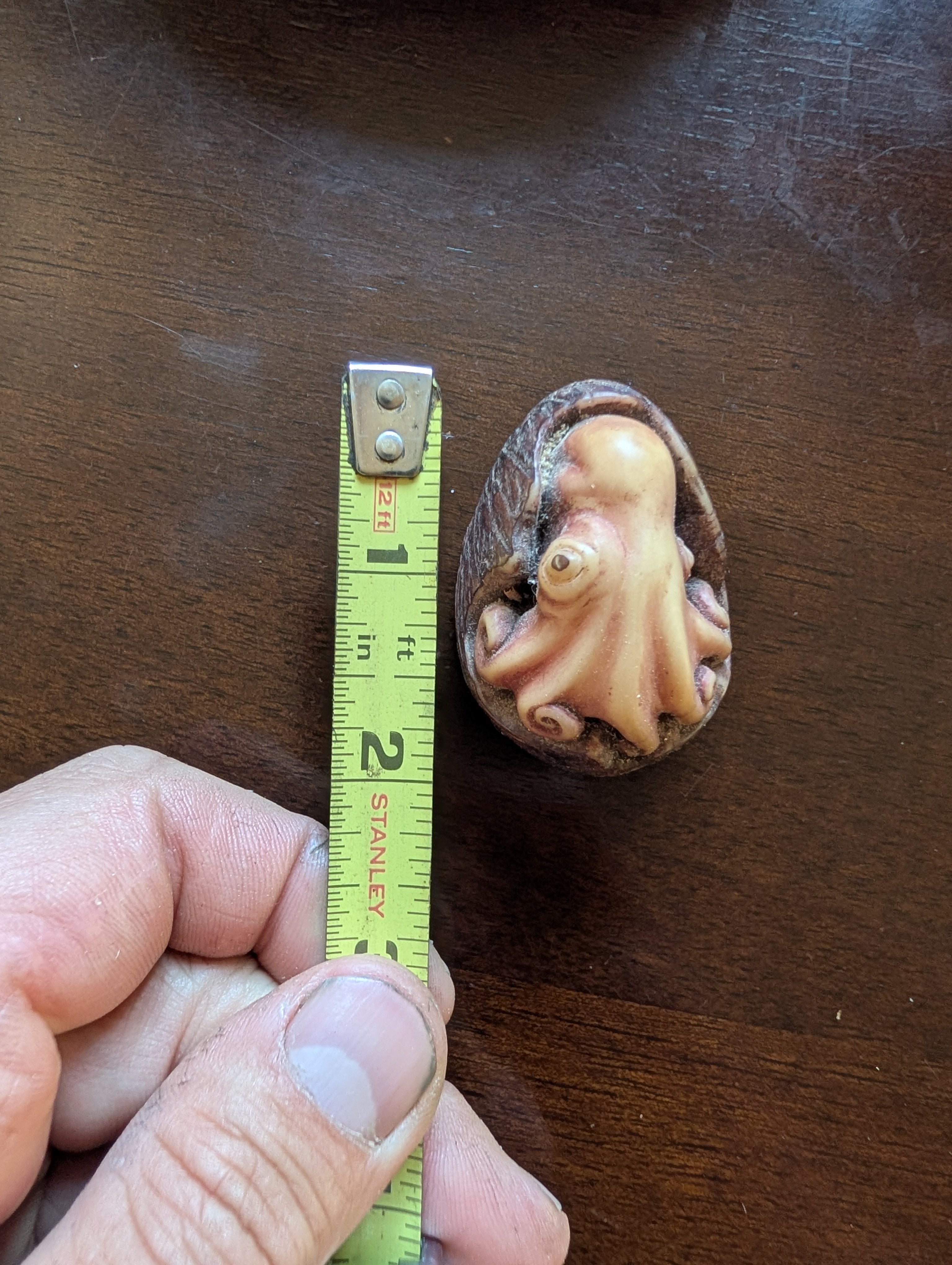 First octopus in tagua