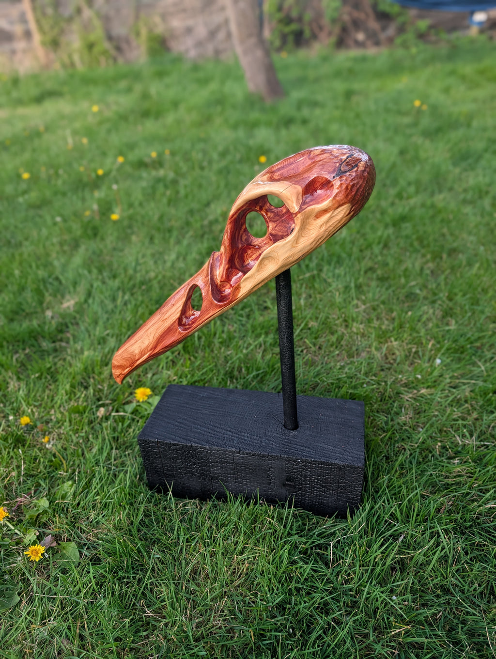 "Konshu" juniper Raven skull 2/3