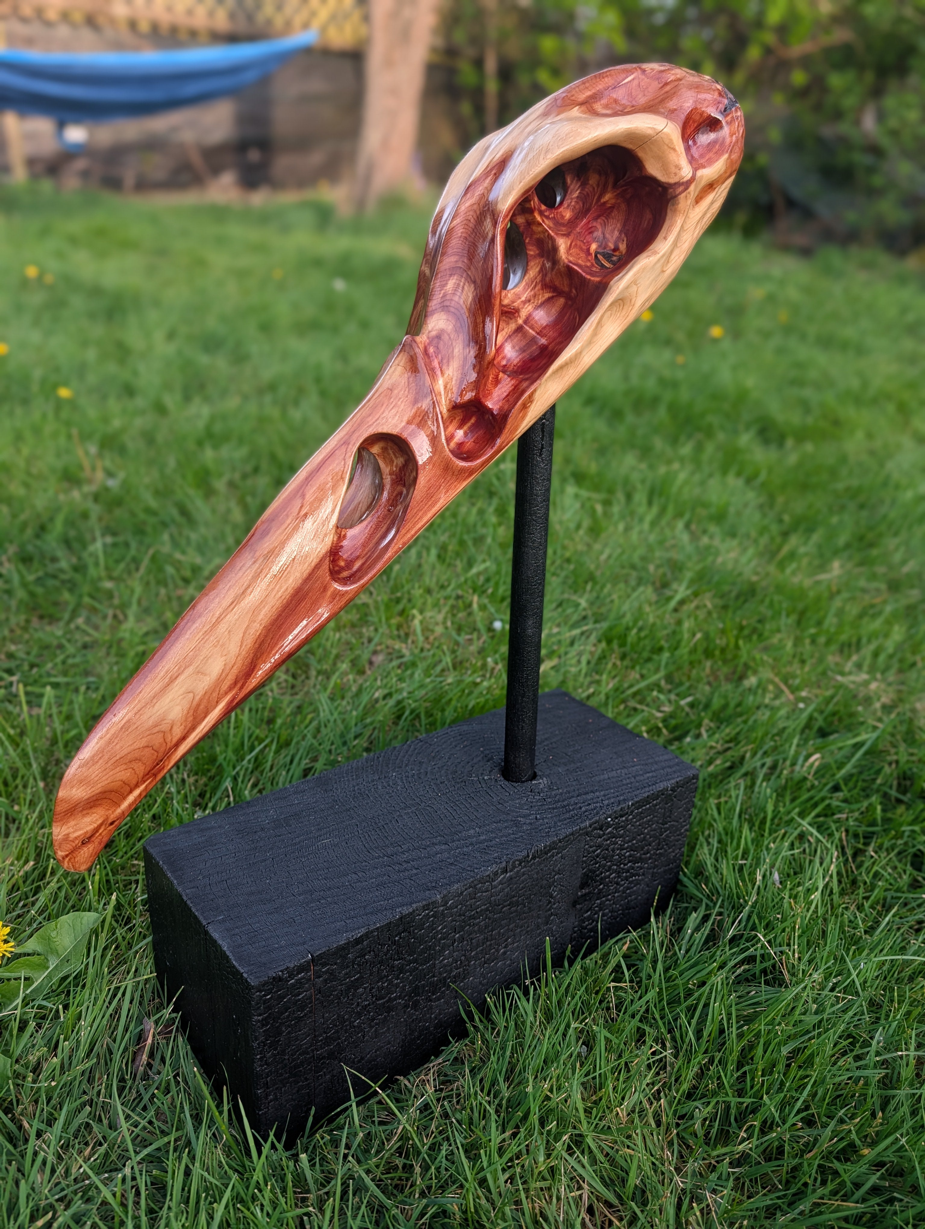 "Konshu" juniper Raven skull 2/3
