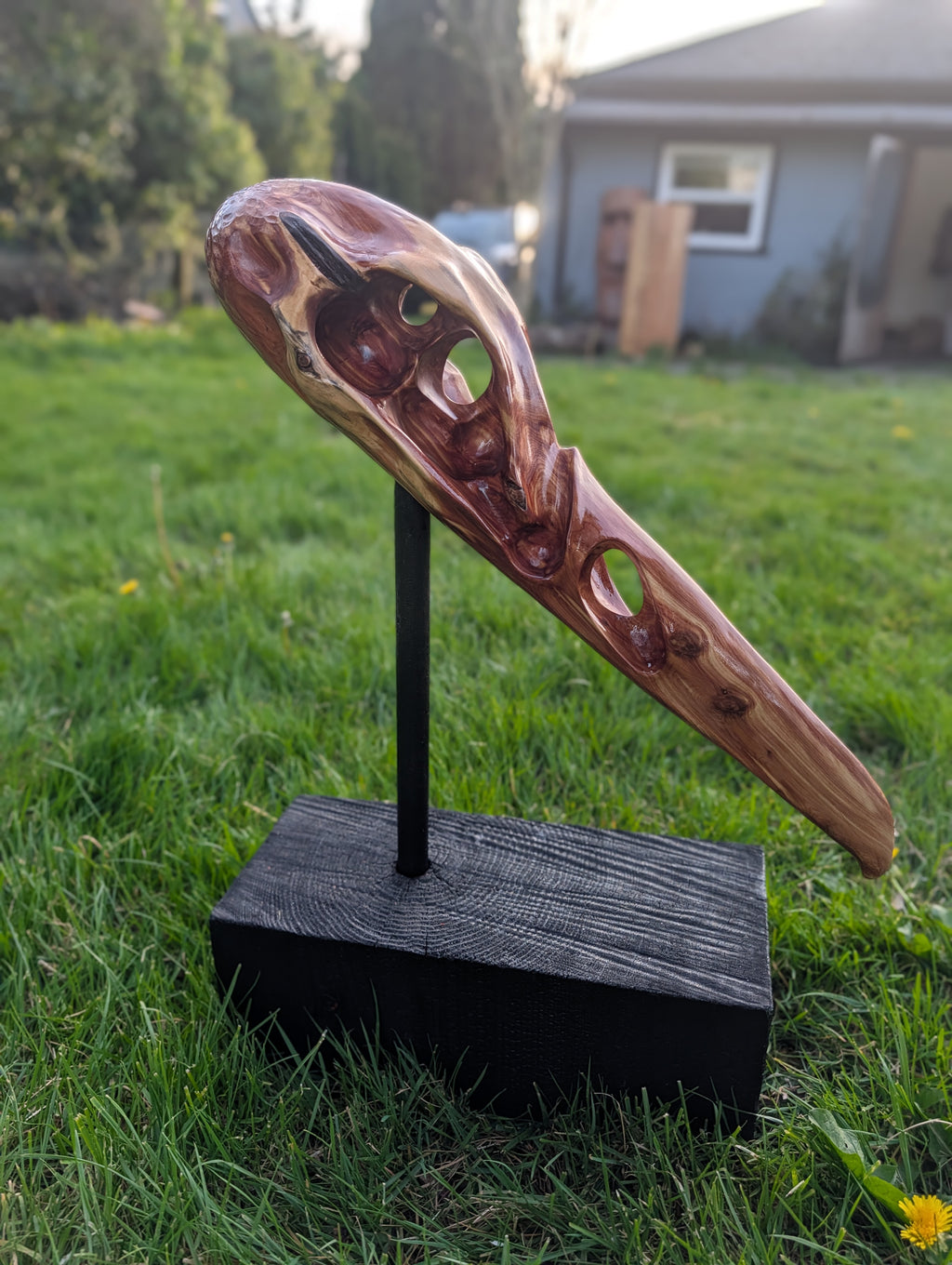 "Konshu" juniper Raven skull 2/3