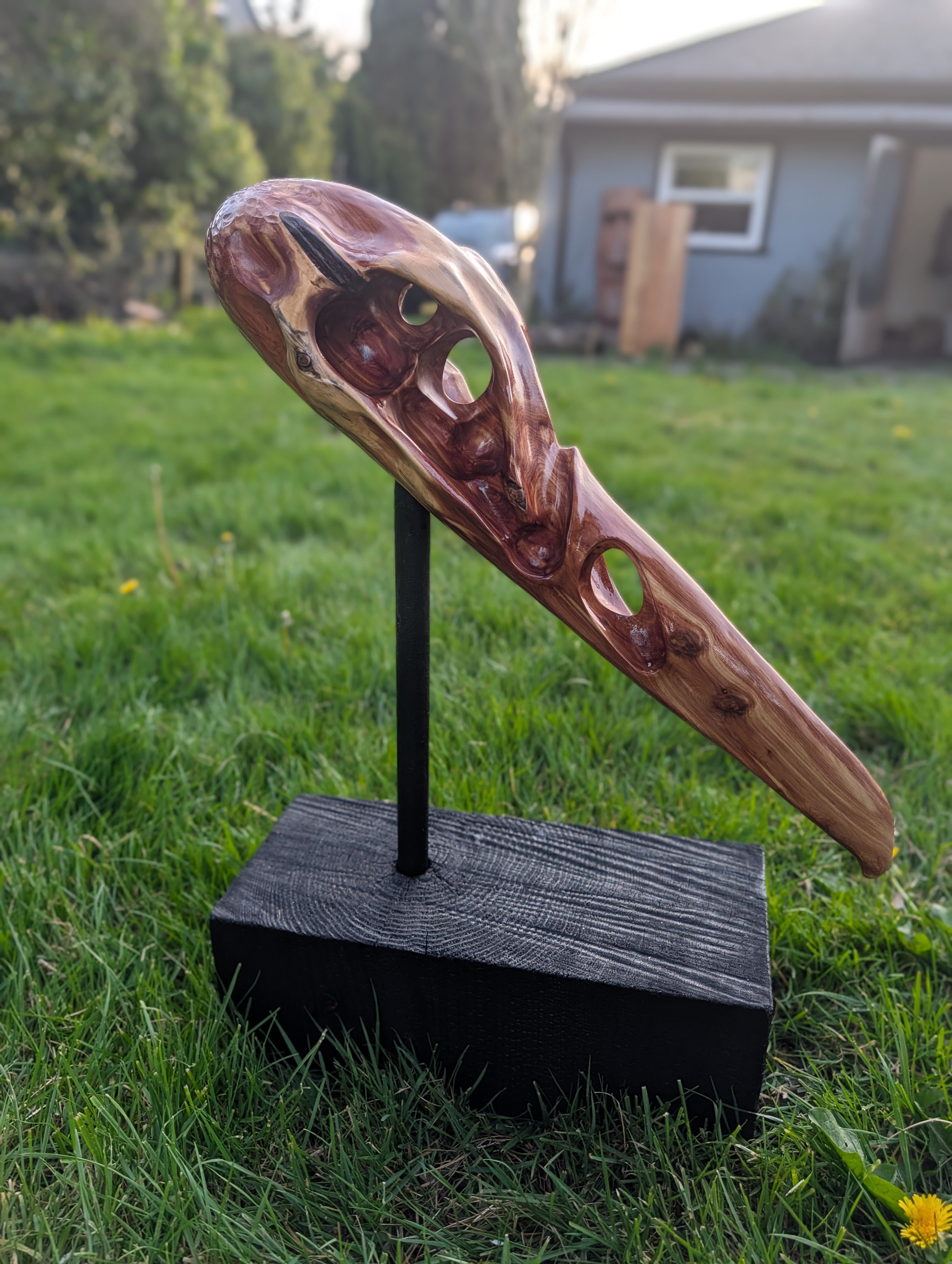 "Konshu" juniper Raven skull 2/3