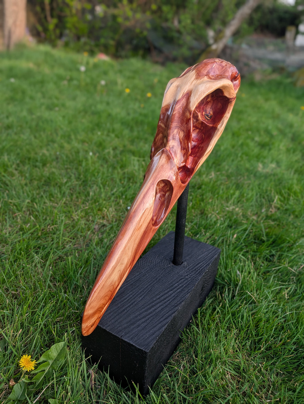 "Konshu" juniper Raven skull 2/3
