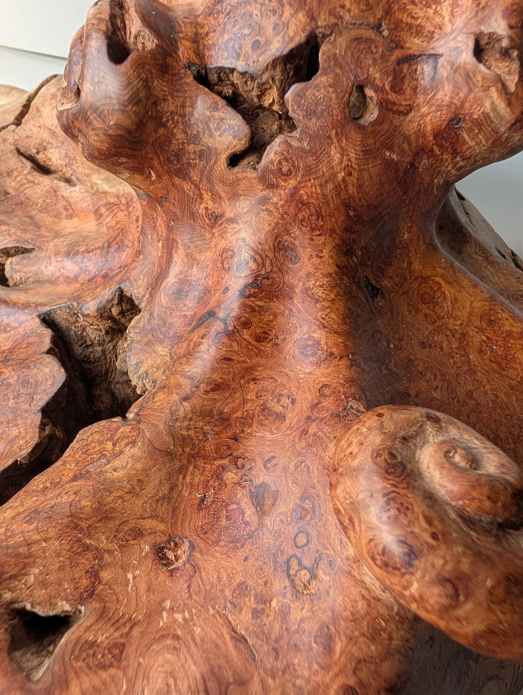Red cedar Octoburl