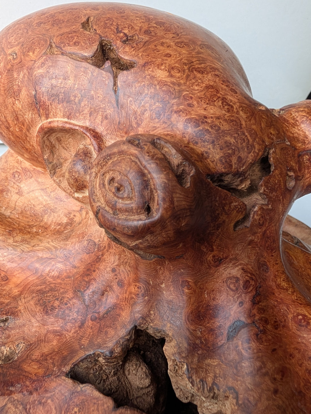 Red cedar Octoburl