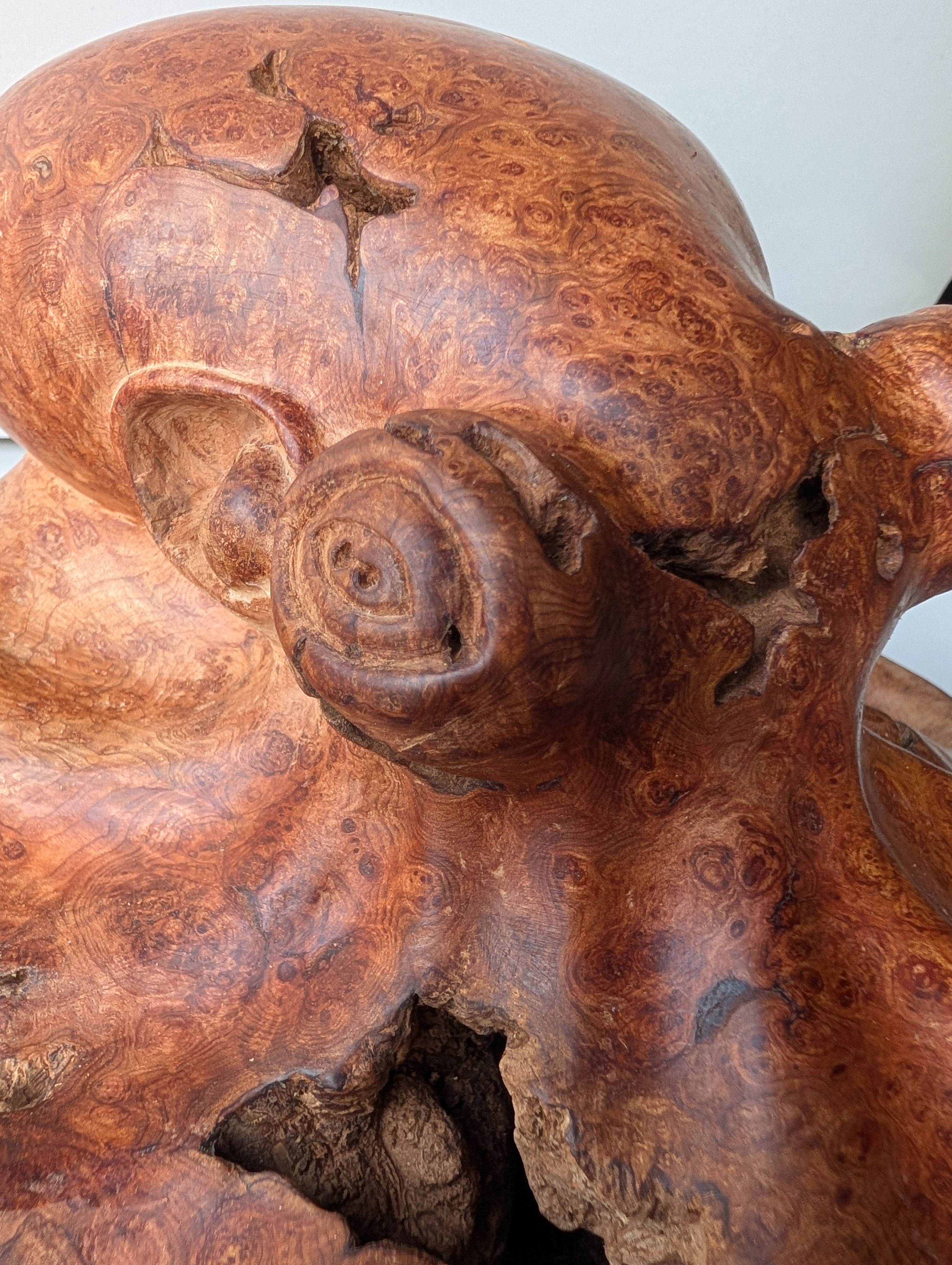 Red cedar Octoburl