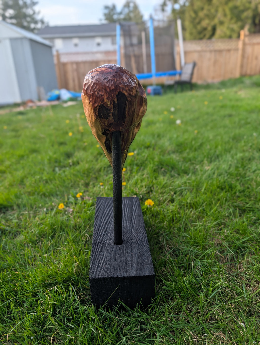 "Konshu" juniper Raven skull 2/3